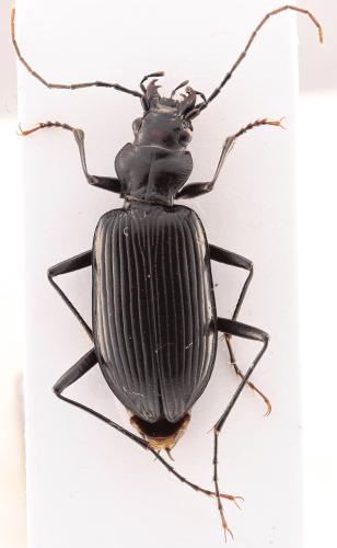 Réf. 311 118 : Nebria jockischii
